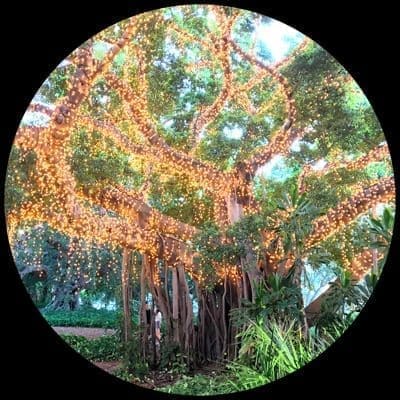 Commercial Fairy Lights - Waterproof Outdoor Installations